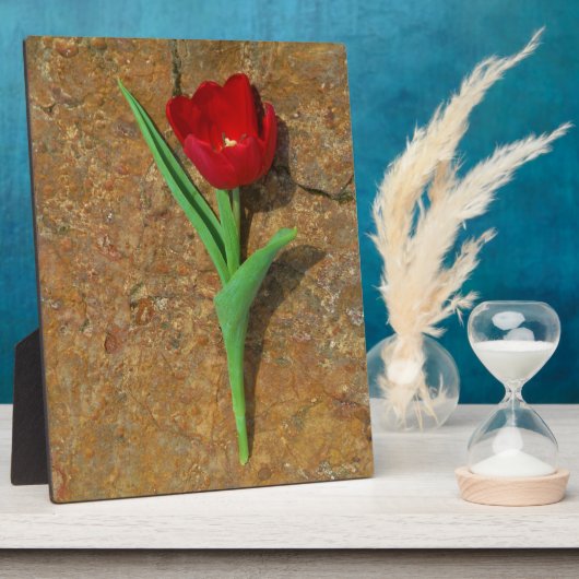 Rood- en gele Tulp Fotoplaat (Zijkant)