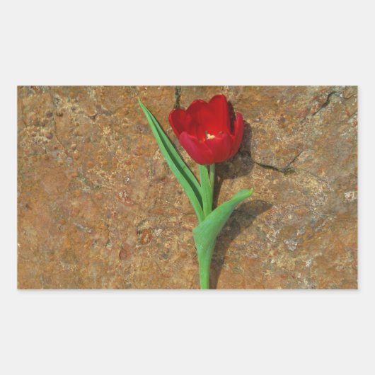 Rood- en gele Tulp Rechthoekige Sticker (Voorkant)