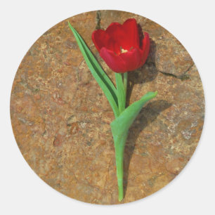 Rood- en gele Tulp Ronde Sticker