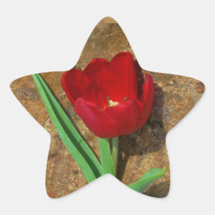 Rood- en gele Tulp Ster Sticker
