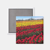Rood- en gele Tulp-veld Magneet (Voorkant / Achterkant)