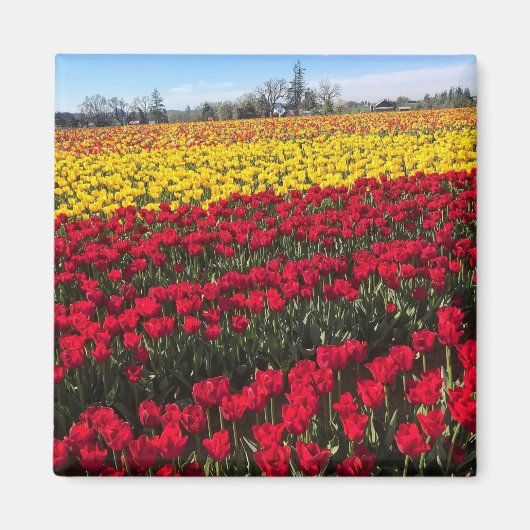 Rood- en gele Tulp-veld Magneet (Voorkant)