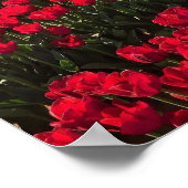 Rood- en gele Tulp-veld Poster (Hoek)