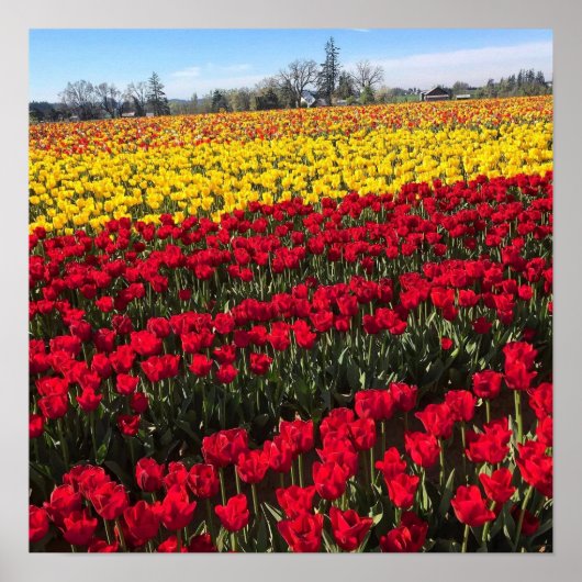 Rood- en gele Tulp-veld Poster (Voorkant)
