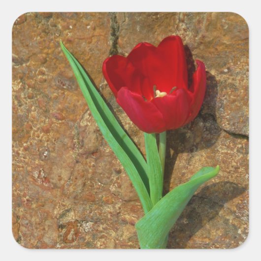 Rood- en gele Tulp Vierkante Sticker (Voorkant)