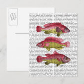 Rood- en gele vistrio briefkaart (Voorkant / Achterkant)