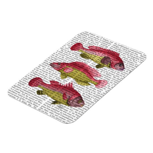 Rood- en gele vistrio magneet (Linkerzijde)