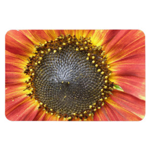 Rood- en Gele Zonnebloem Premium Magnet Magneet