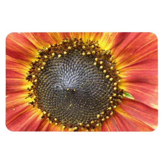 Rood- en Gele Zonnebloem Premium Magnet Magneet (Horizontaal)
