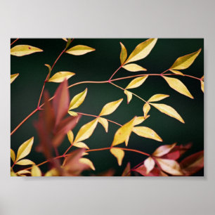 Rood- en Gold-afdrukken Poster