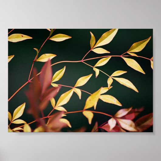 Rood- en Gold-afdrukken Poster (Voorkant)