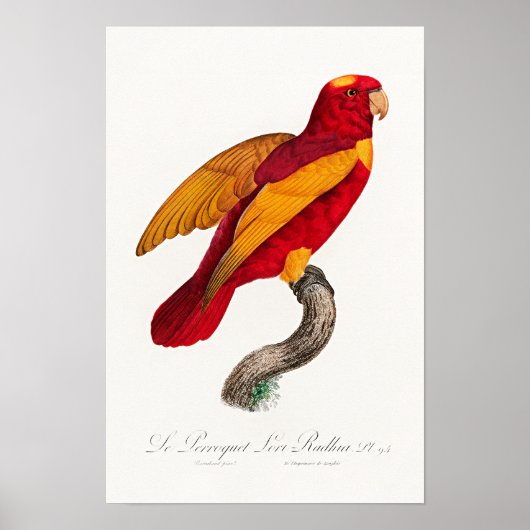 Rood-en-Goud Lory, Poster (Voorkant)