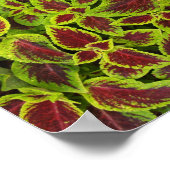 Rood- en Groen Coleus Background Canvas of Poster (Hoek)