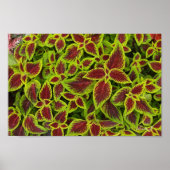 Rood- en Groen Coleus Background Canvas of Poster (Voorkant)