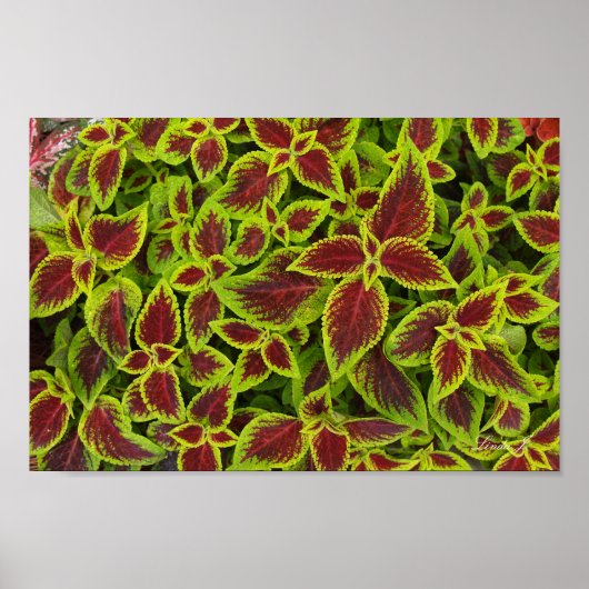 Rood- en Groen Coleus Background Canvas of Poster (Voorkant)