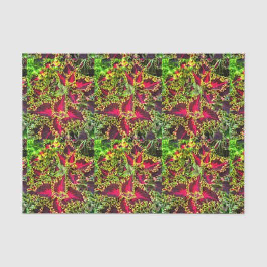 Rood en groen Coleus plant Tissuepapier (Voorkant)
