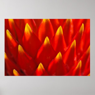 Rood en groen plant in close-up fotografie poster