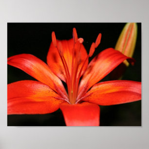 Rood en Oranje Poster van de Asiatic Lily Closeup