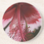 Rood en roze Hawaiian Hibiscus Zandsteen Onderzetter (Voorkant)