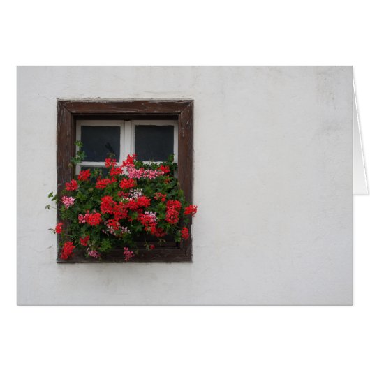 Rood en roze Pelargonium (Voorkant Horizontaal)