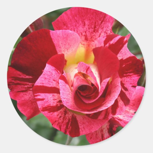 Rood en Roze Roze Ronde Sticker (Voorkant)