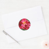 Rood en Roze Roze Ronde Sticker (Envelop)