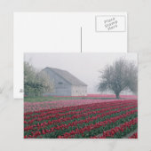 Rood en roze tulpen groeten de dag op een slechte  briefkaart (Voorkant / Achterkant)