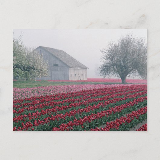 Rood en roze tulpen groeten de dag op een slechte  briefkaart (Voorkant)