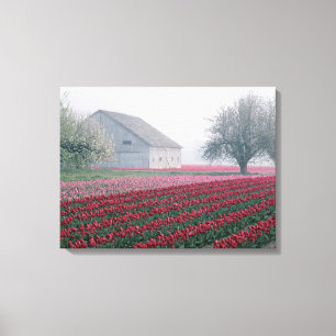 Rood en roze tulpen groeten de dag op een slechte canvas afdruk