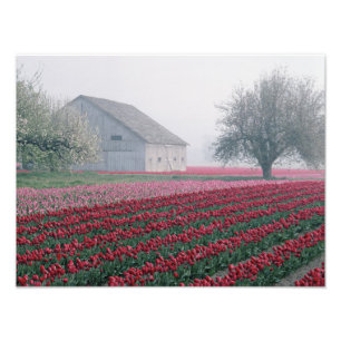 Rood en roze tulpen groeten de dag op een slechte  foto afdruk