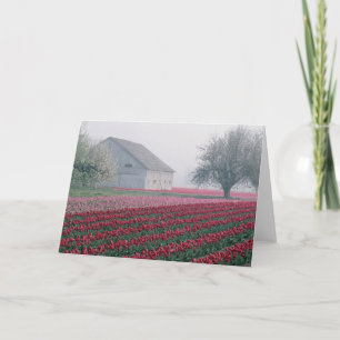 Rood en roze tulpen groeten de dag op een slechte kaart