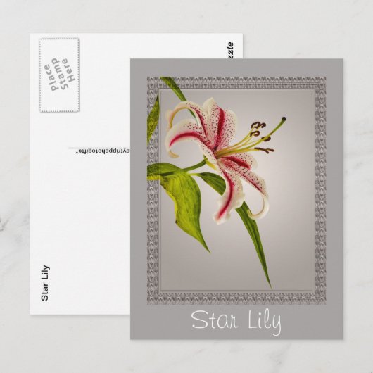 Rood- en White Star Lily op grijze schelpen Briefkaart (Voorkant / Achterkant)