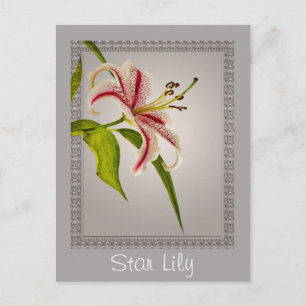 Rood- en White Star Lily op grijze schelpen Briefkaart