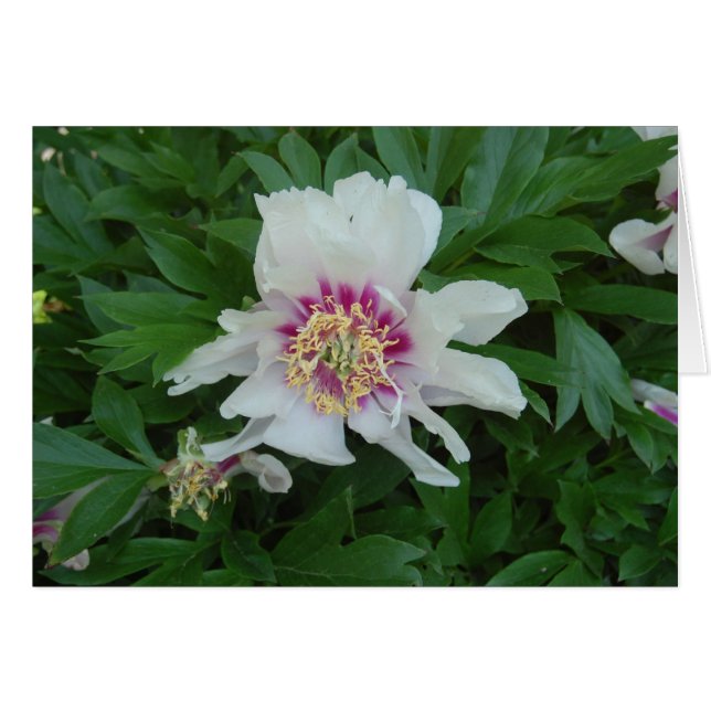 Rood en wit (Voorkant Horizontaal)