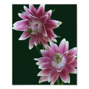 Rood en wit bloemenpaar 8x10 foto afdruk