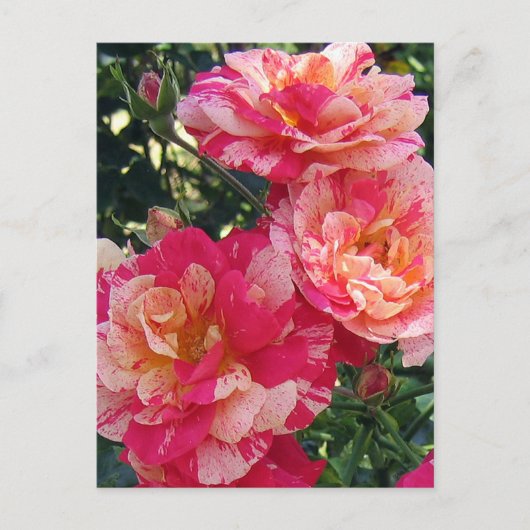 Rood en Wit Gestreepte Rozen Bewerkbaar Briefkaart (Voorkant)