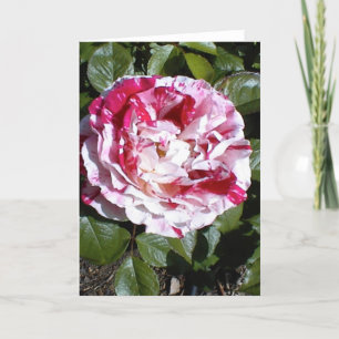 Rood en wit gestreepte Rozen Kaart