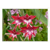 Rood en Wit Gladiolas Zomer Botanisch (Voorkant Horizontaal)