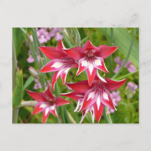 Rood en Wit Gladiolas Zomer Botanisch Briefkaart