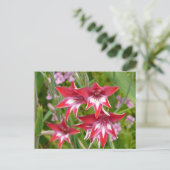 Rood en Wit Gladiolas Zomer Botanisch Briefkaart (Staand voorkant)