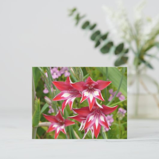Rood en Wit Gladiolas Zomer Botanisch Briefkaart (Staand voorkant)