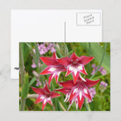 Rood en Wit Gladiolas Zomer Botanisch Briefkaart (Voorkant / Achterkant)