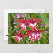 Rood en Wit Gladiolas Zomer Botanisch Briefkaart (Voorkant / Achterkant)