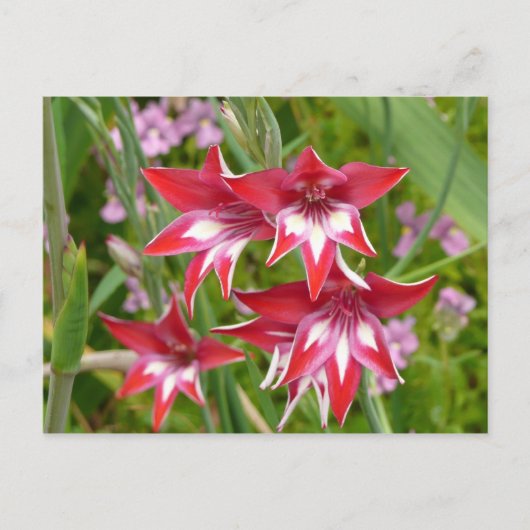 Rood en Wit Gladiolas Zomer Botanisch Briefkaart (Voorkant)