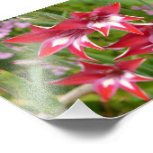 Rood en Wit Gladiolas Zomer Botanisch Foto Afdruk (Hoek)