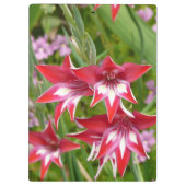 Rood en Wit Gladiolas Zomer Botanisch Klembord (Achterkant)