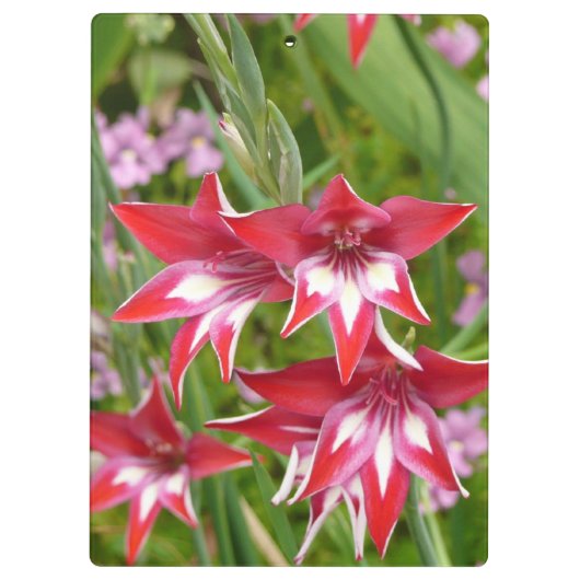 Rood en Wit Gladiolas Zomer Botanisch Klembord (Achterkant)