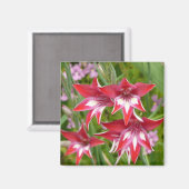 Rood en Wit Gladiolas Zomer Botanisch Magneet (Voorkant / Achterkant)