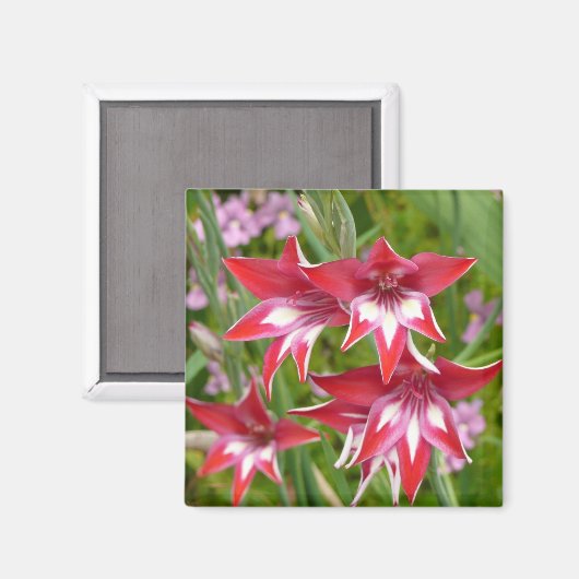Rood en Wit Gladiolas Zomer Botanisch Magneet (Voorkant / Achterkant)