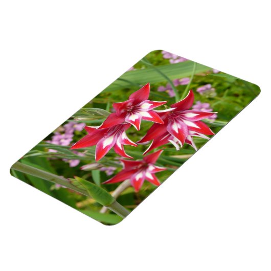Rood en Wit Gladiolas Zomer Botanisch Magneet (Linkerzijde)